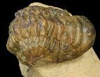 Bargain Crotalocephalina Trilobite #43495-1